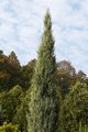 Juniperus scopulorum Variegata IMG_6268 Jałowiec skalny